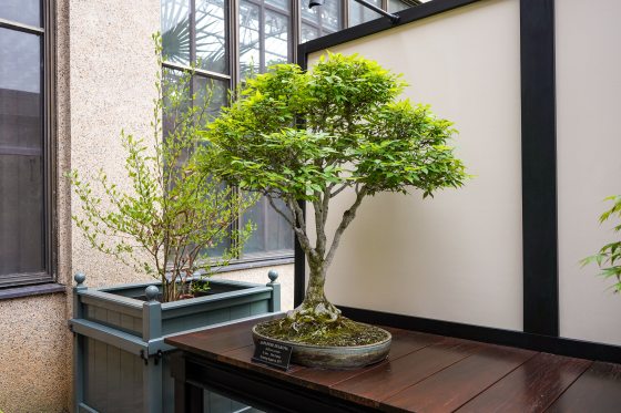a broom style bonasi on a dark wood table